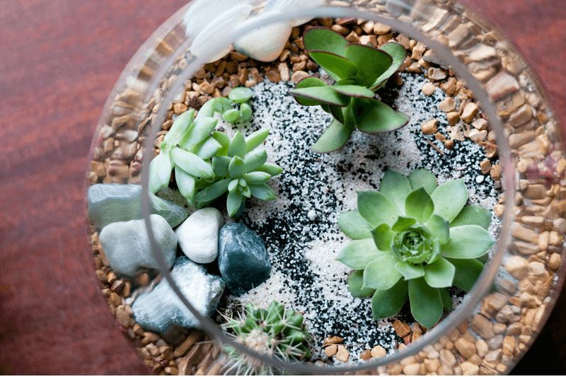 dekor homok növény